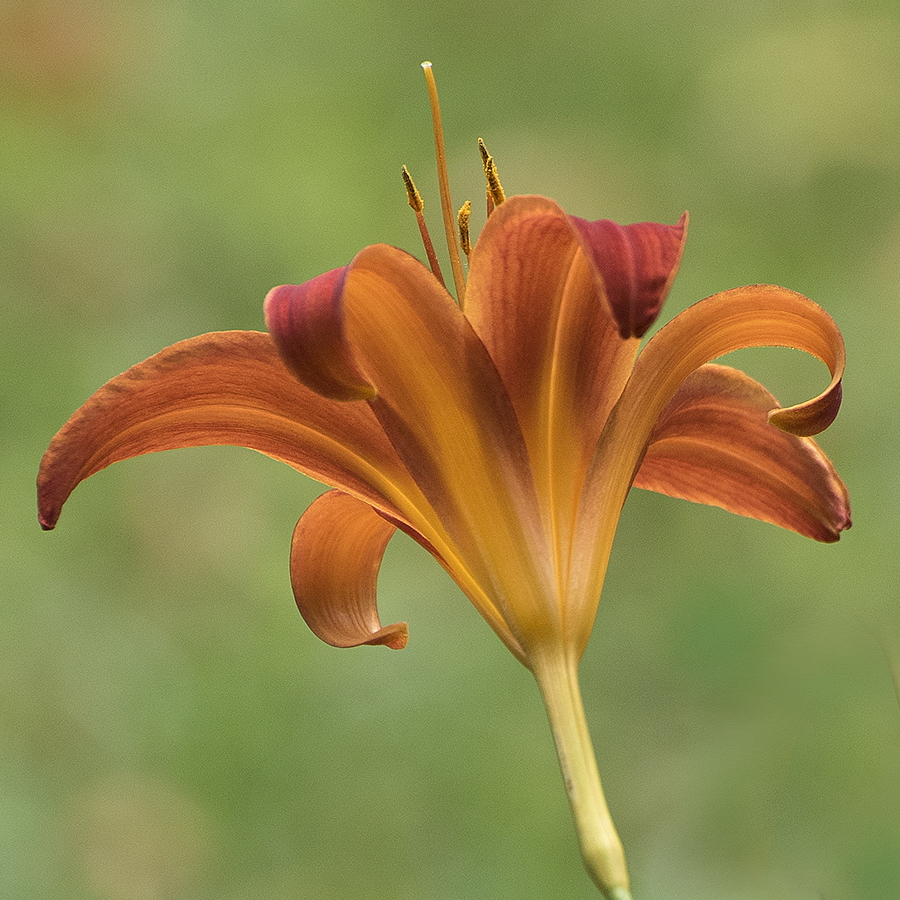 A! Wuppertal Zoo KA7_2611 als Smartobjekt-1 Kopie.jpg